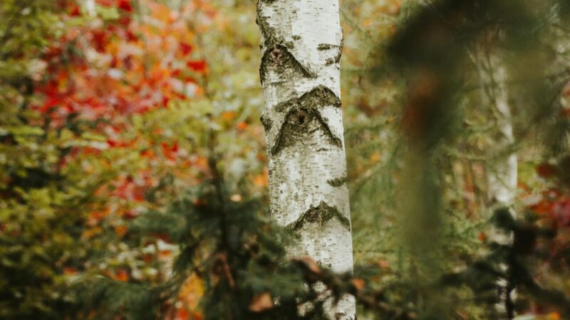 https://academie71.nl/wp-content/uploads/2025/06/pexels-jacobs-js-1729684-9917389-800x450.jpg