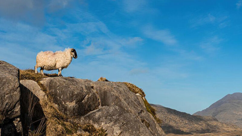 https://academie71.nl/wp-content/uploads/2026/04/ierland_schaap_bergen_pb_750x300px-800x450.jpg